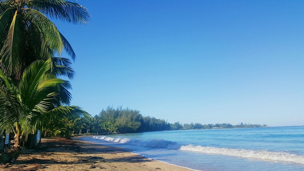 Golden sand and palm trees at Dorado beach
